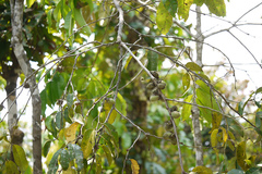 Diospyros candolleana